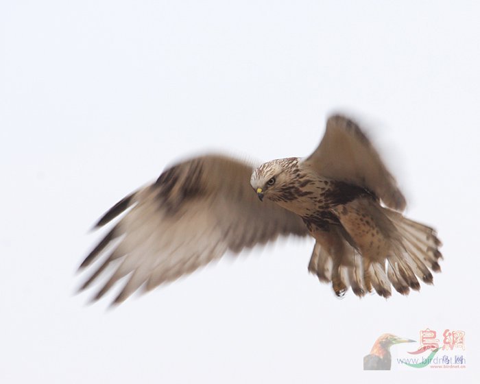 Re:��2007����֮�ġ�Ұ��������Ӱ������ί��Ʒչʾ