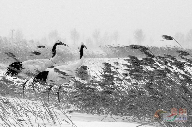 Re:��2007����֮�ġ�Ұ��������Ӱ������ί��Ʒչʾ