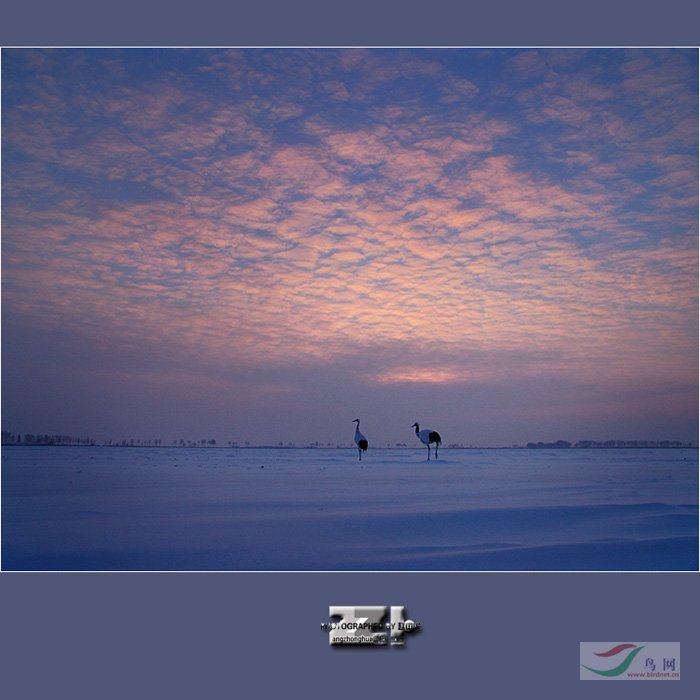 Re:��2007����֮�ġ�Ұ��������Ӱ������ί��Ʒչʾ