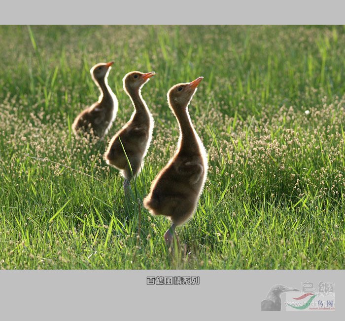 Re:��2007����֮�ġ�Ұ��������Ӱ������ί��Ʒչʾ