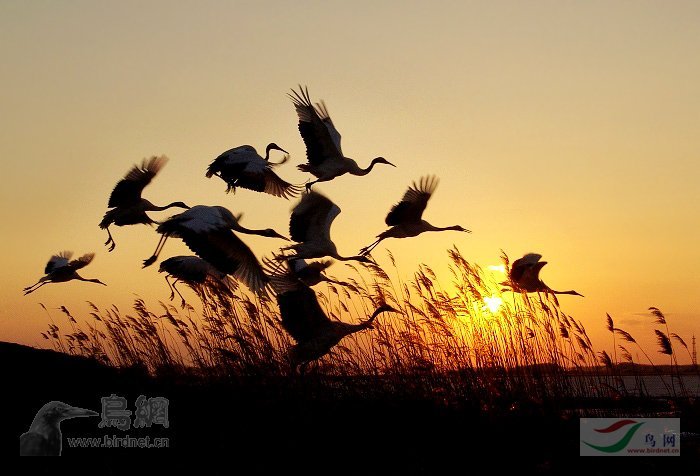 Re:��2007����֮�ġ�Ұ��������Ӱ������ί��Ʒչʾ