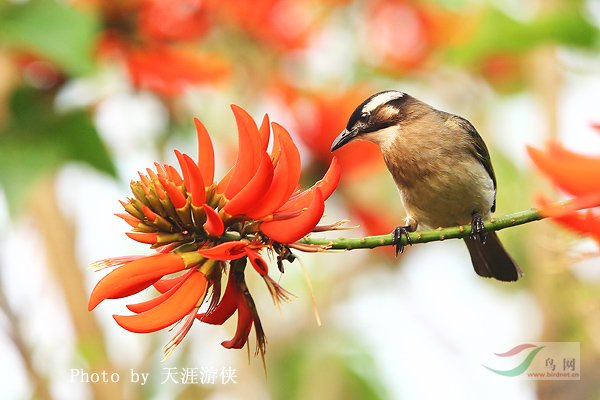 Re:��2007����֮�ġ�Ұ��������Ӱ������ί��Ʒչʾ