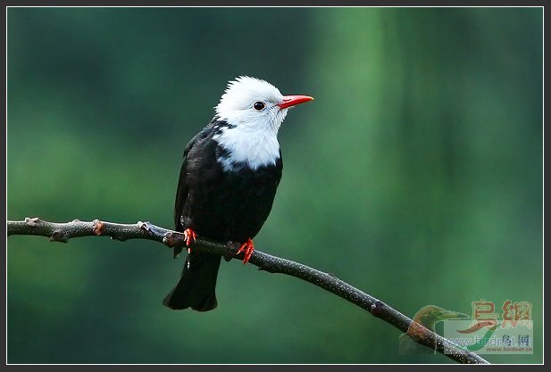 Re:��2007����֮�ġ�Ұ��������Ӱ������ί��Ʒչʾ