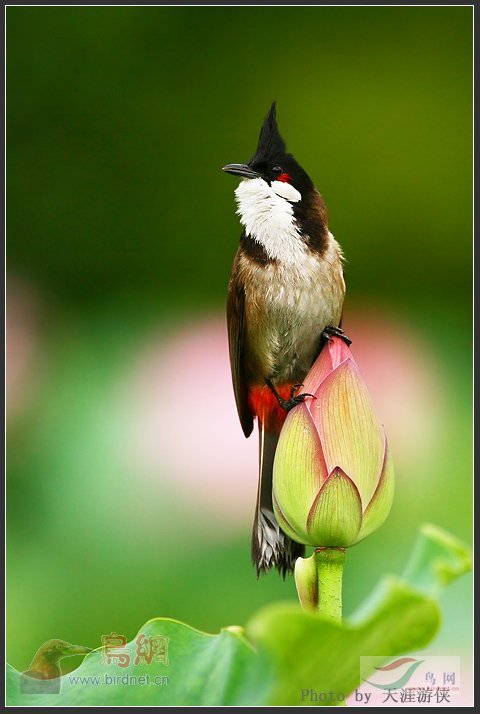 Re:��2007����֮�ġ�Ұ��������Ӱ������ί��Ʒչʾ