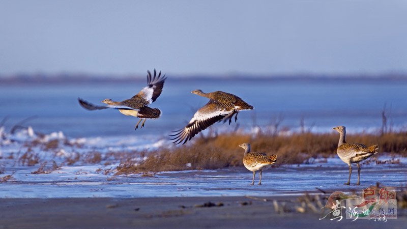 Re:��2007����֮�ġ�Ұ��������Ӱ������ί��Ʒչʾ