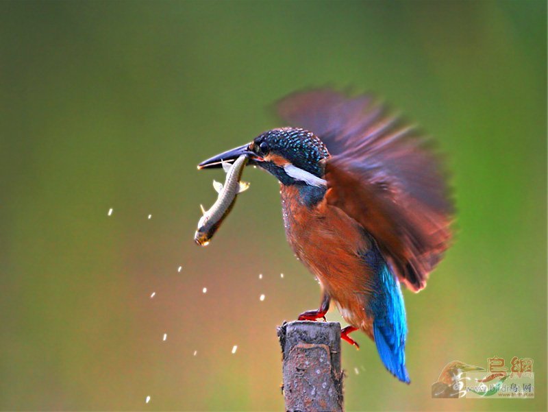 Re:��2007����֮�ġ�Ұ��������Ӱ������ί��Ʒչʾ