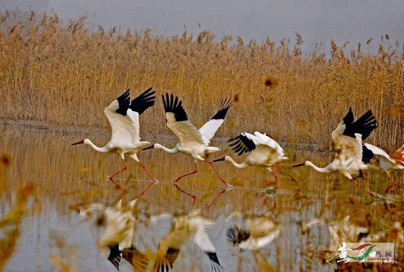 Re:��2007����֮�ġ�Ұ��������Ӱ������ί��Ʒչʾ