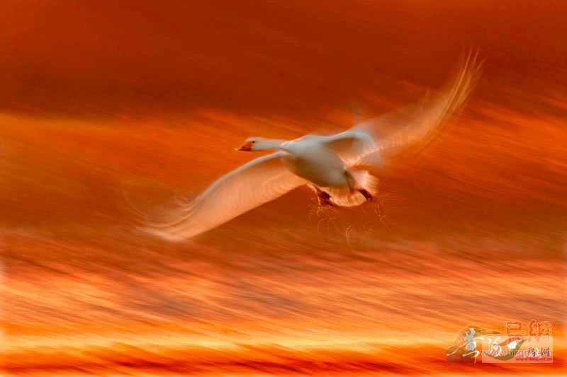 Re:��2007����֮�ġ�Ұ��������Ӱ������ί��Ʒչʾ