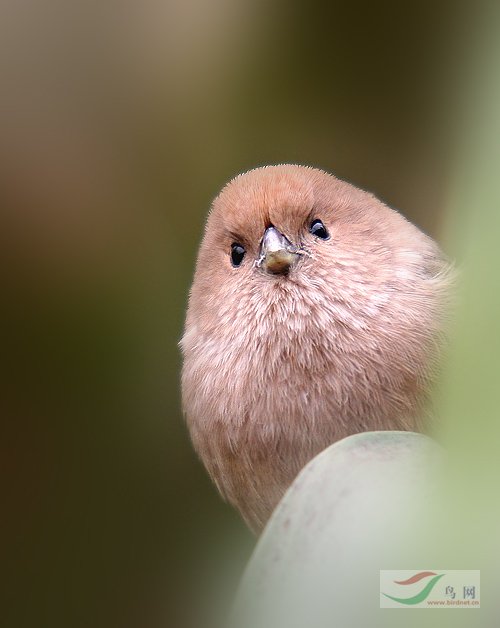 Re:��2007����֮�ġ�Ұ��������Ӱ������ί��Ʒչʾ