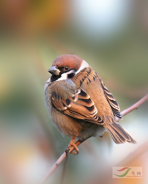 Re:��2007����֮�ġ�Ұ��������Ӱ������ί��Ʒչʾ