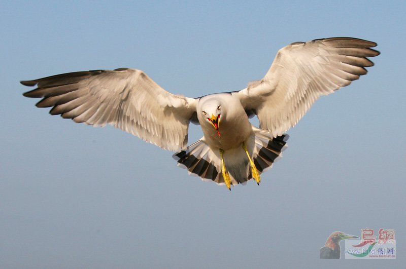 Re:��2007����֮�ġ�Ұ��������Ӱ������ί��Ʒչʾ