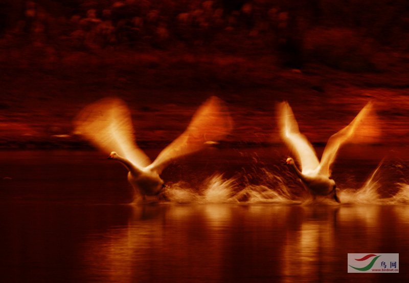 Re:��2007����֮�ġ�Ұ��������Ӱ������ί��Ʒչʾ