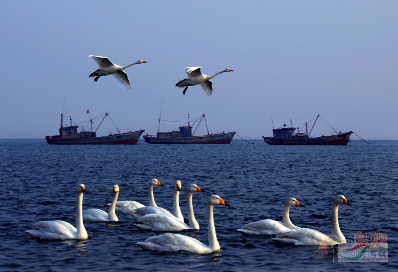 Re:��2007����֮�ġ�Ұ��������Ӱ������ί��Ʒչʾ