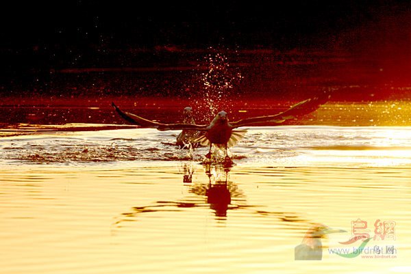 Re:��2007����֮�ġ�Ұ��������Ӱ������ί��Ʒչʾ