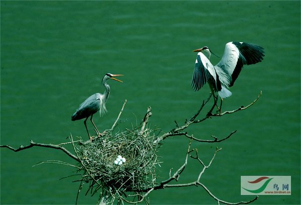 Re:��2007����֮�ġ�Ұ��������Ӱ������ί��Ʒչʾ