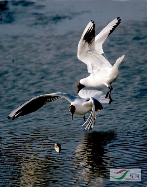 Re:��2007����֮�ġ�Ұ��������Ӱ������ί��Ʒչʾ