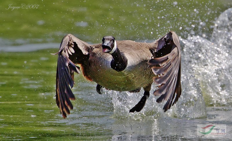 Re:��2007����֮�ġ�Ұ��������Ӱ������ί��Ʒչʾ