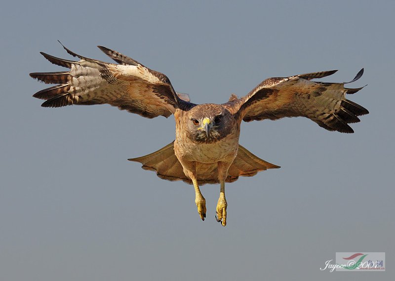 Re:��2007����֮�ġ�Ұ��������Ӱ������ί��Ʒչʾ