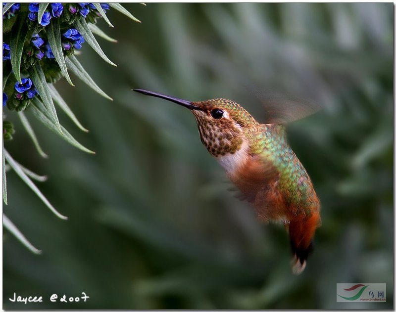 Re:��2007����֮�ġ�Ұ��������Ӱ������ί��Ʒչʾ