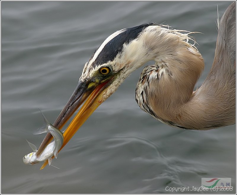 Re:��2007����֮�ġ�Ұ��������Ӱ������ί��Ʒչʾ