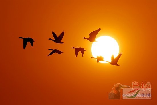 Re:��2007����֮�ġ�Ұ��������Ӱ������ί��Ʒչʾ