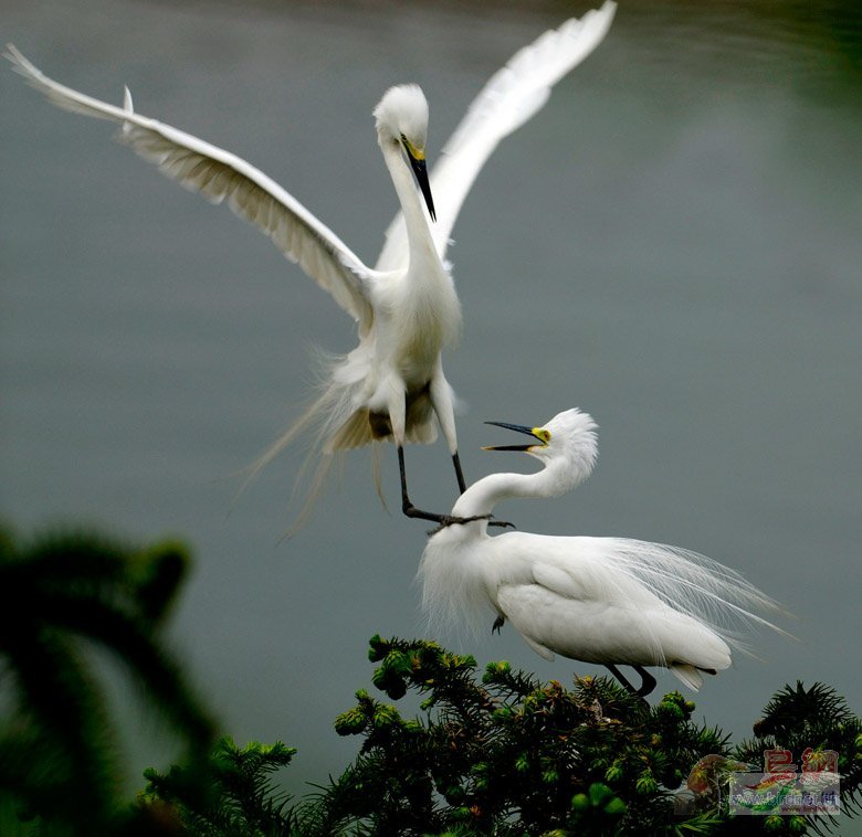 Re:��2007����֮�ġ�Ұ��������Ӱ������ί��Ʒչʾ