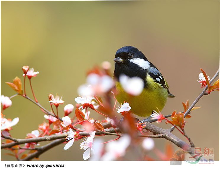 Re:��2007����֮�ġ�Ұ��������Ӱ������ί��Ʒչʾ