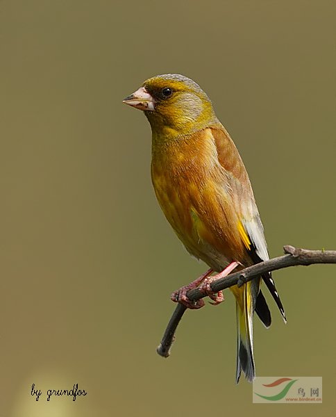 Re:��2007����֮�ġ�Ұ��������Ӱ������ί��Ʒչʾ