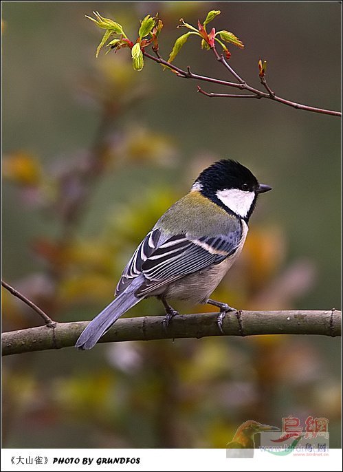 Re:��2007����֮�ġ�Ұ��������Ӱ������ί��Ʒչʾ