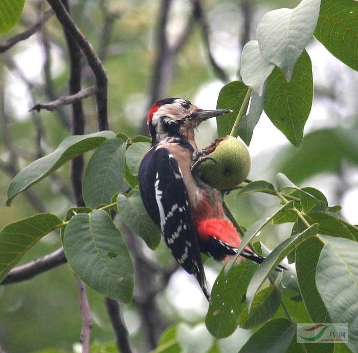 [原创]吃核桃的大班啄木鸟 - 林鸟版 鸟网