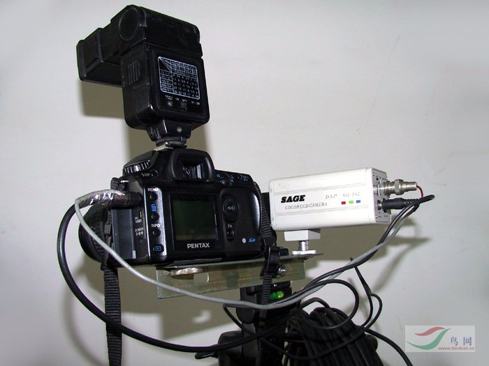 中白鹭我的最佳拍鸟设备自己研制