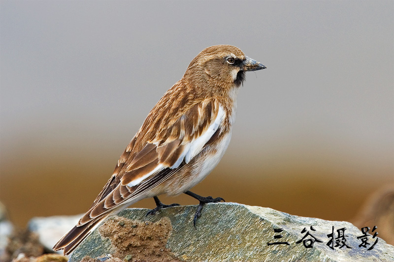 藏雪雀 tibetan snowfinc