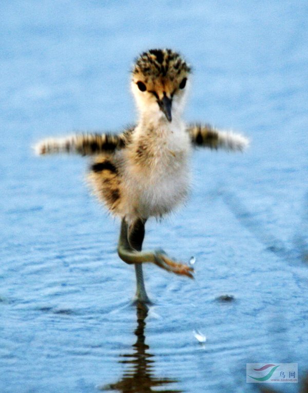 鸟网最幽默的鸟类图片