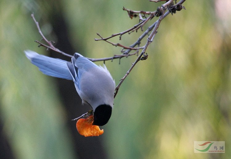 喜鹊吃柿子 - 林鸟版 forest birds 鸟网