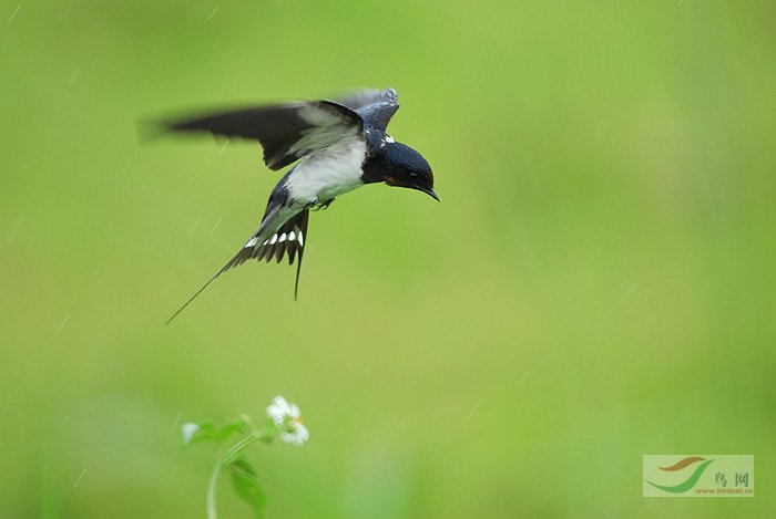 家燕的盛宴[雀形目][燕科][家燕]