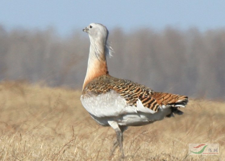 大鸨雄性为风天拍才有颈上的这种效果,每年4-5 月繁殖雄鸟颈显得很粗