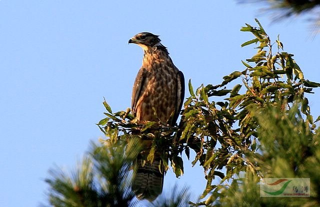 凤头蜂鹰[隼形目][鹰科]