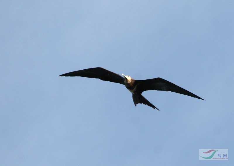 白斑军舰鸟白斑军舰鸟lesserf