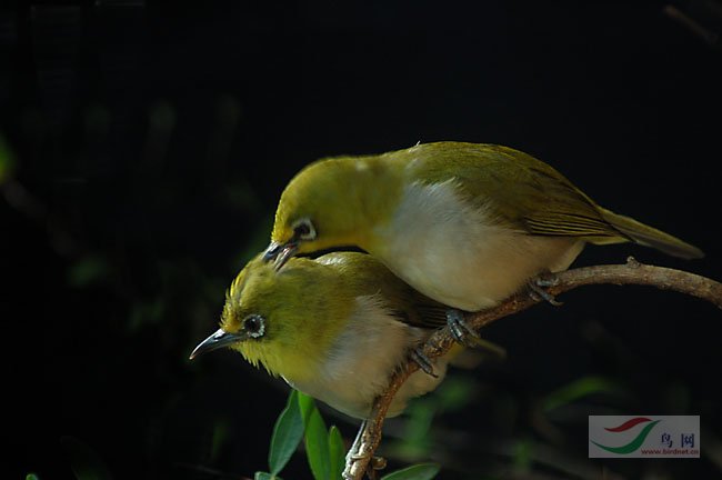 (暗綠繡眼鳥 )[雀形目][繡眼鳥科][暗綠繡眼鳥]