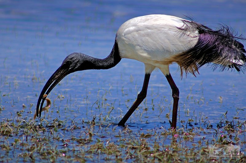 非洲白鹮 (圣鹮) white ibis2007/10/13 印度洋西岸 一只捕捉小海鳗的