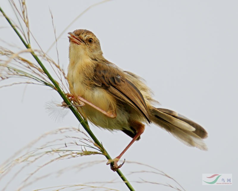 [雀形目][扇尾莺科][黄腹山鹪莺]