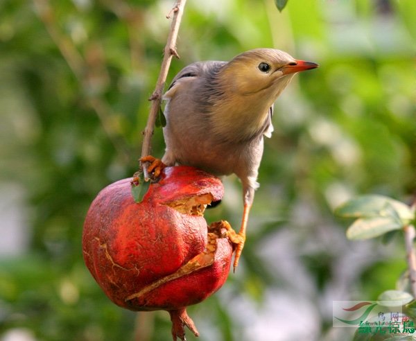 (白头鹎)[原创]白头鹎吃石榴 - 第8页 - 林鸟版 鸟网