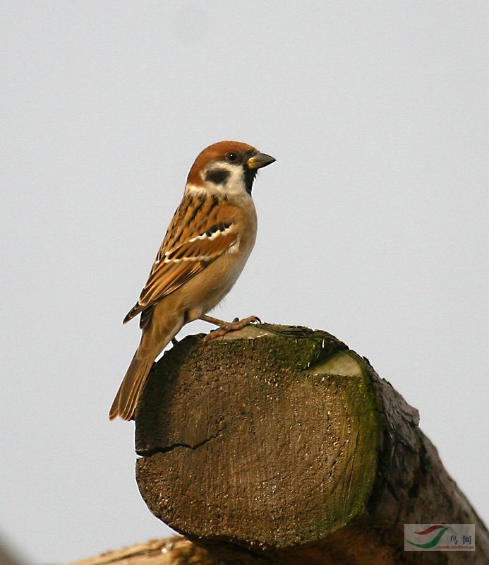 (麻雀)雀形目>雀科>山麻雀>