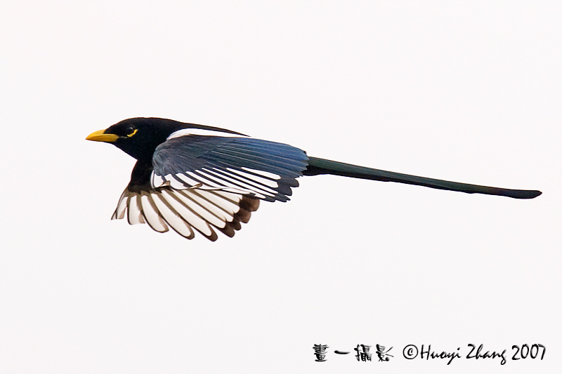 加州特有鸟种:黄嘴喜鹊