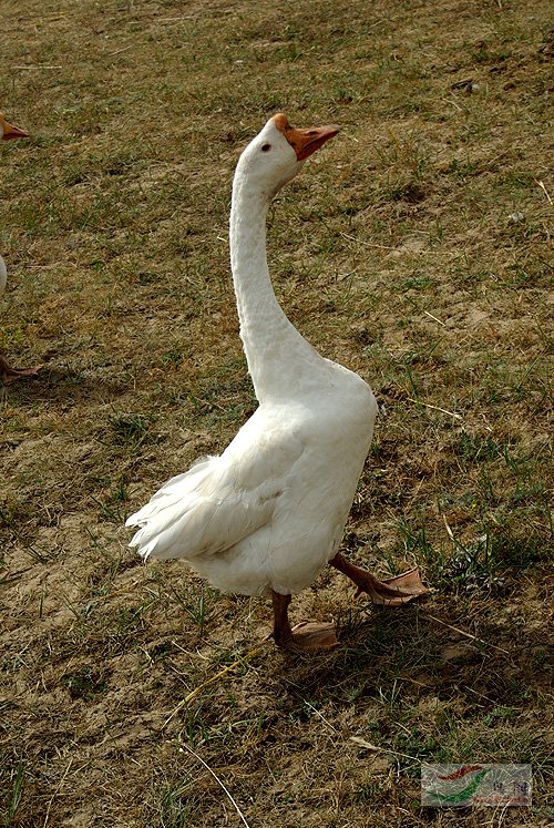 骄傲的大白鹅