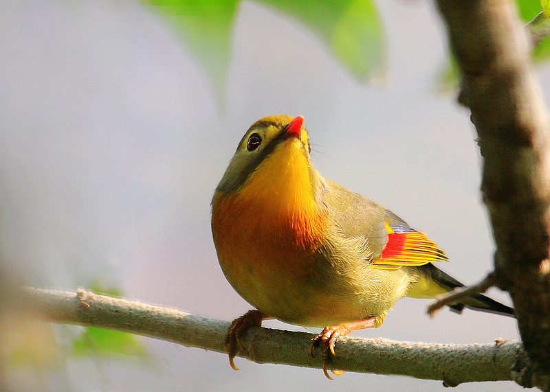 [原创] 绿叶相思 - 林鸟版 forest birds 鸟网