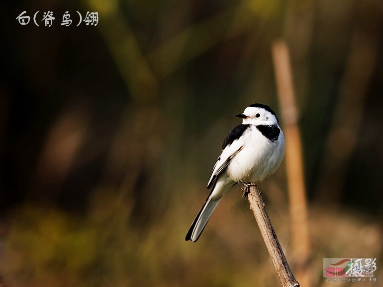 雀形目>鶺鴒科>白鶺鴒>