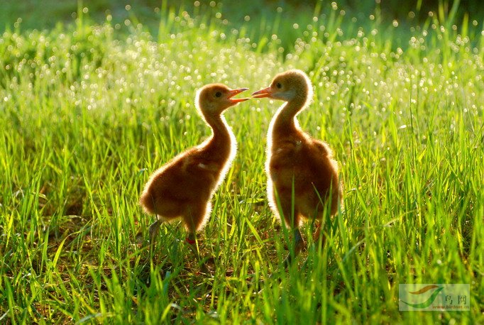 两只可爱的小丹顶鹤