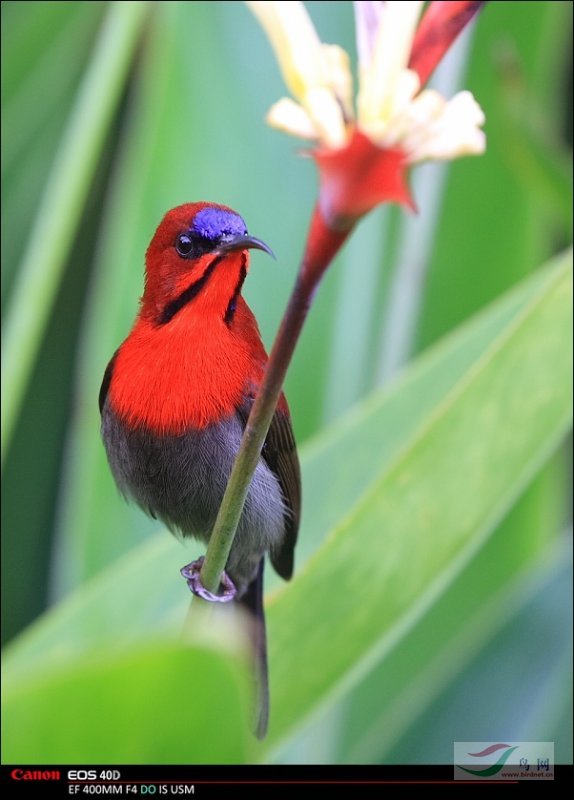 特氏太阳鸟红鲜红火红
