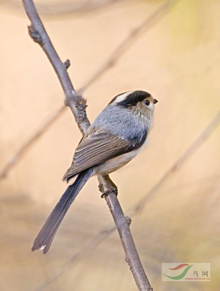 银喉长尾山雀雀形目长尾山雀科银喉长尾山雀